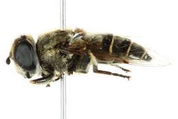 Image of Eristalis dimidiata Wiedemann 1830