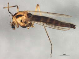 Image of Chironomus