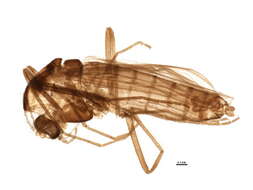 Image of Chironomoidea