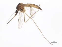 Sivun Aedes trivittatus (Coquillett 1902) kuva