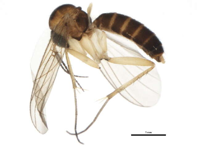 Image of Sciophila