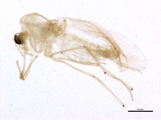 Sivun Paratanytarsus laccophilus (Edwards 1929) kuva