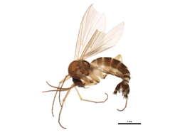 Image of Sciophila