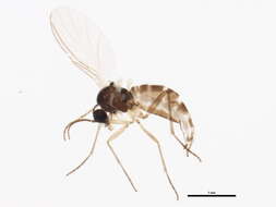 Image of Dichopygina