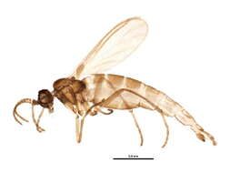 Image of Corynoptera