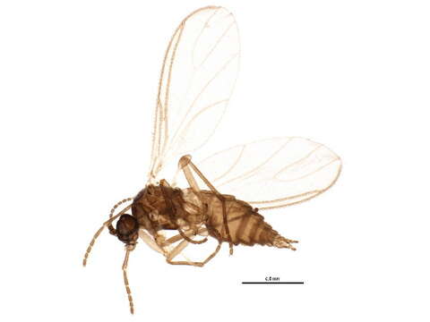 Image of Scatopsciara