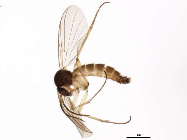 Image of Sciophila