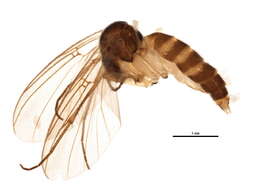 Image of Sciophila