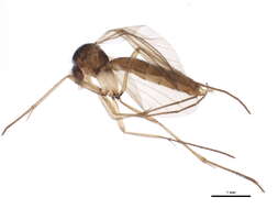 Image of Sciophila