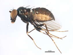 Image of long-legged fly