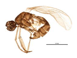 Image of Corynoptera