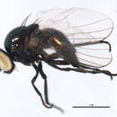 Image of Melanagromyza virginiensis Spencer 1986