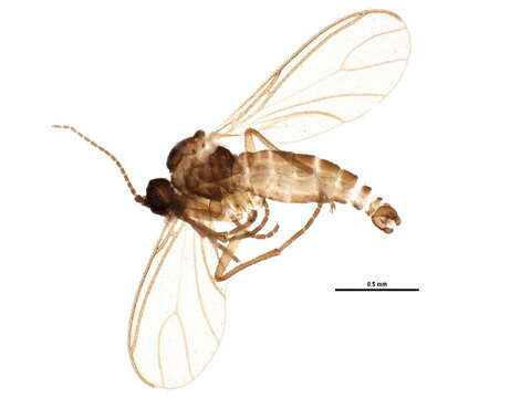 Image of Scatopsciara