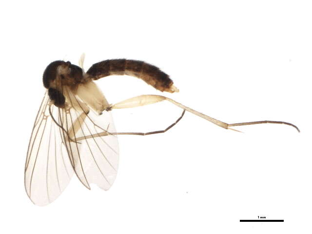 Image of Sciophila