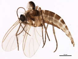 Image of Bradysia trivittata (Staeger 1840)