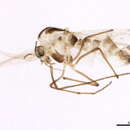 Paraphaenocladius impensus (Walker 1856) resmi