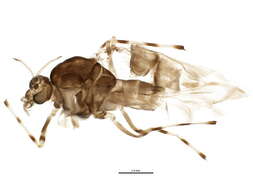 Image of <i>Ablabesmyia americana</i>