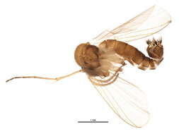 Image of Sciophila