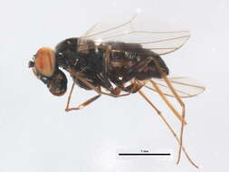 Image of long-legged fly