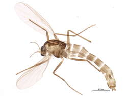 Image of Chironomoidea