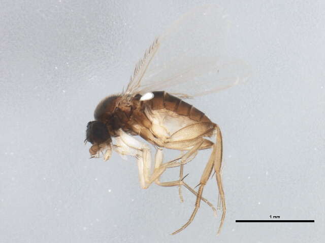 Image of Megaselia