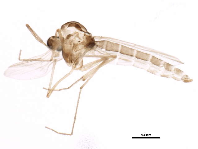 Image of Parametriocnemus