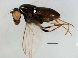 Image of long-legged fly