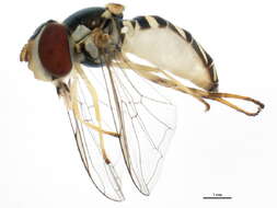 Image of Common Oblique Syrphid