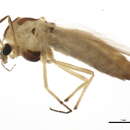 Cryptochironomus resmi