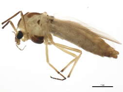 Image of Cryptochironomus