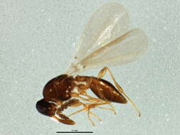 Image of platygastrids