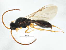 Image of Diaprioidea