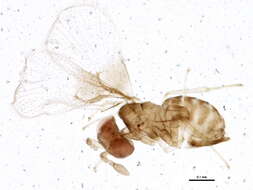 Image of Trichogramma