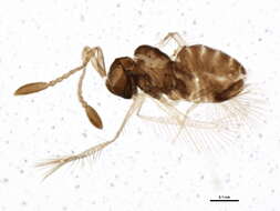 Image of Dicopomorpha