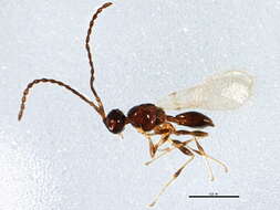 Image of Diaprioidea