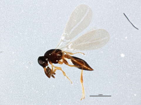 Image of platygastrids