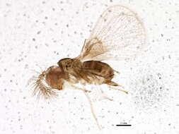 Image of Trichogramma