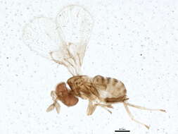 Image of Trichogramma