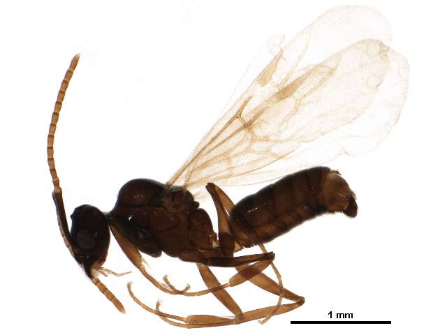 Image of Odorous House Ant