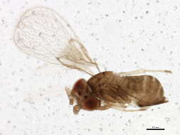 Image of Trichogramma