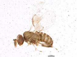 Image of Trichogramma