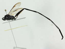 Image of Pelecinid Wasp