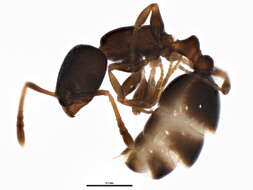 Image de Temnothorax Mayr 1861