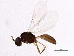 Image of Parasitoid wasp