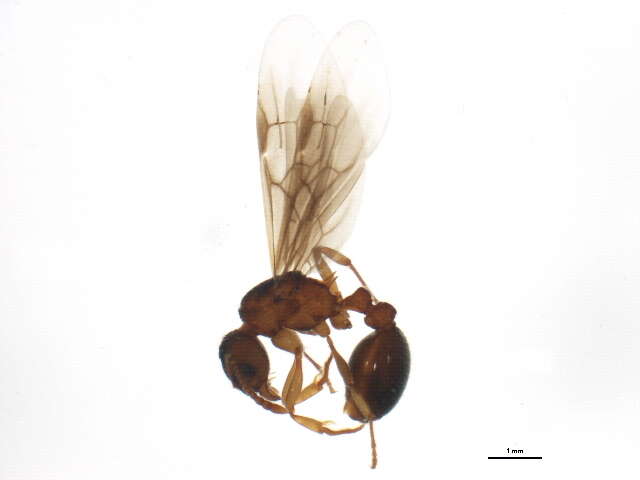 Image of Myrmica