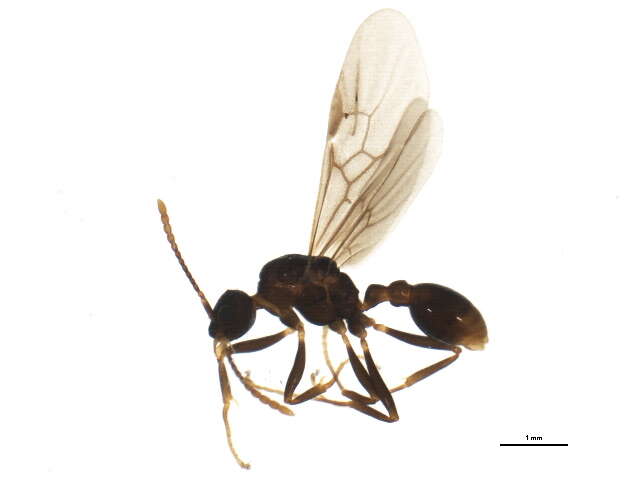 Image of Myrmica