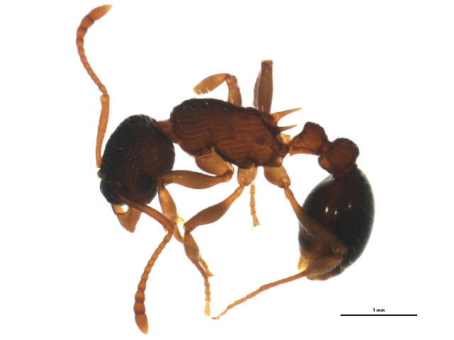 Image of Myrmica