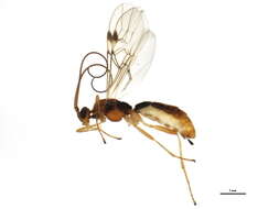 Image of Mummy-wasps