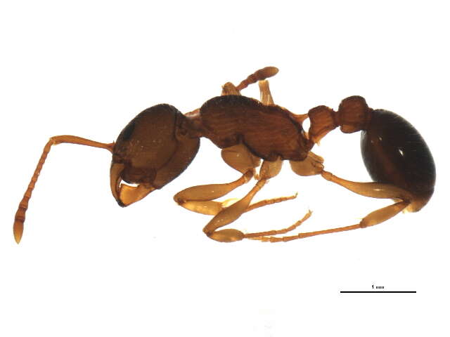 Image of Myrmica