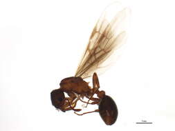 Image of Myrmica brevispinosa Wheeler 1917